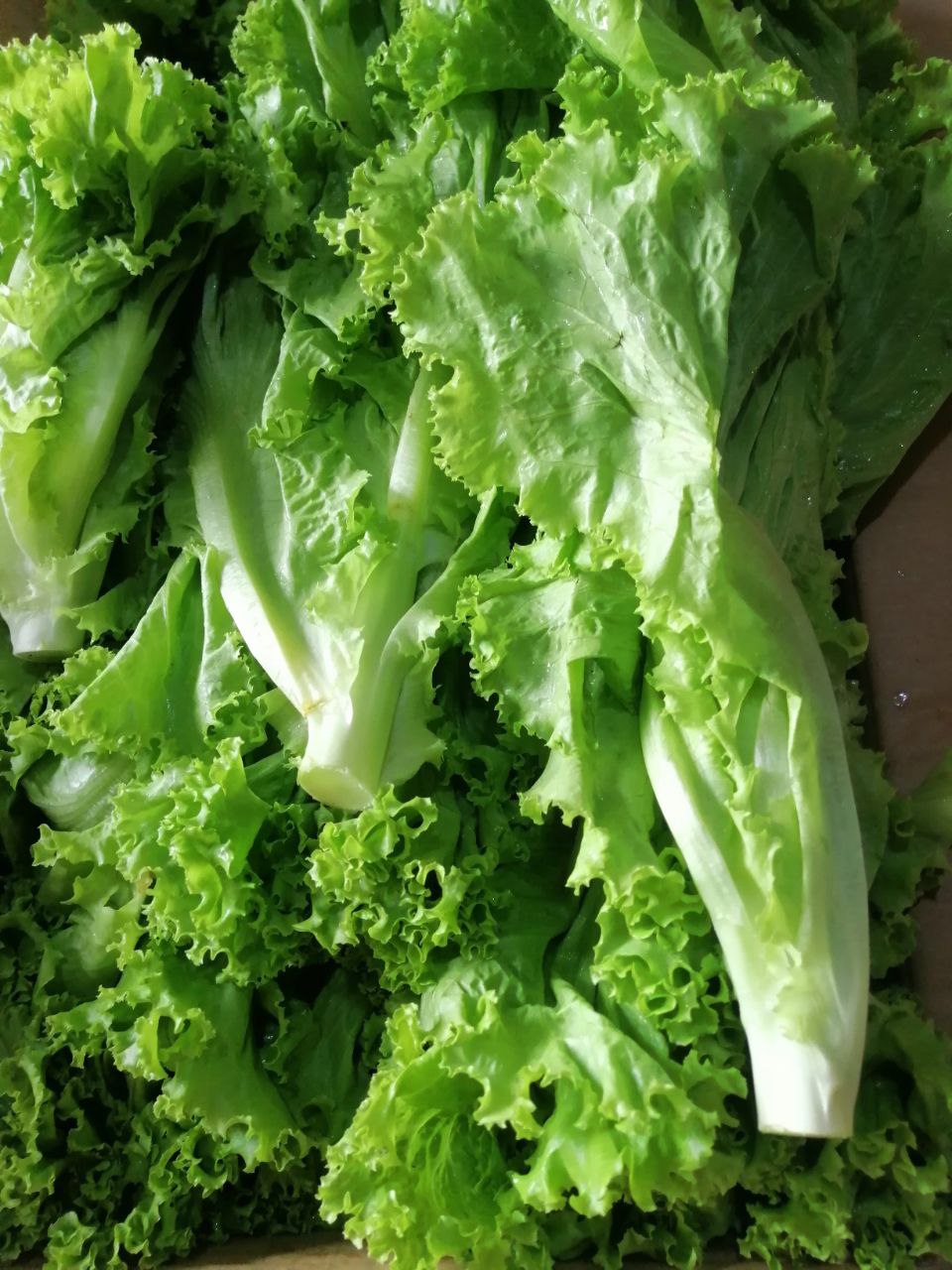 Lettuce