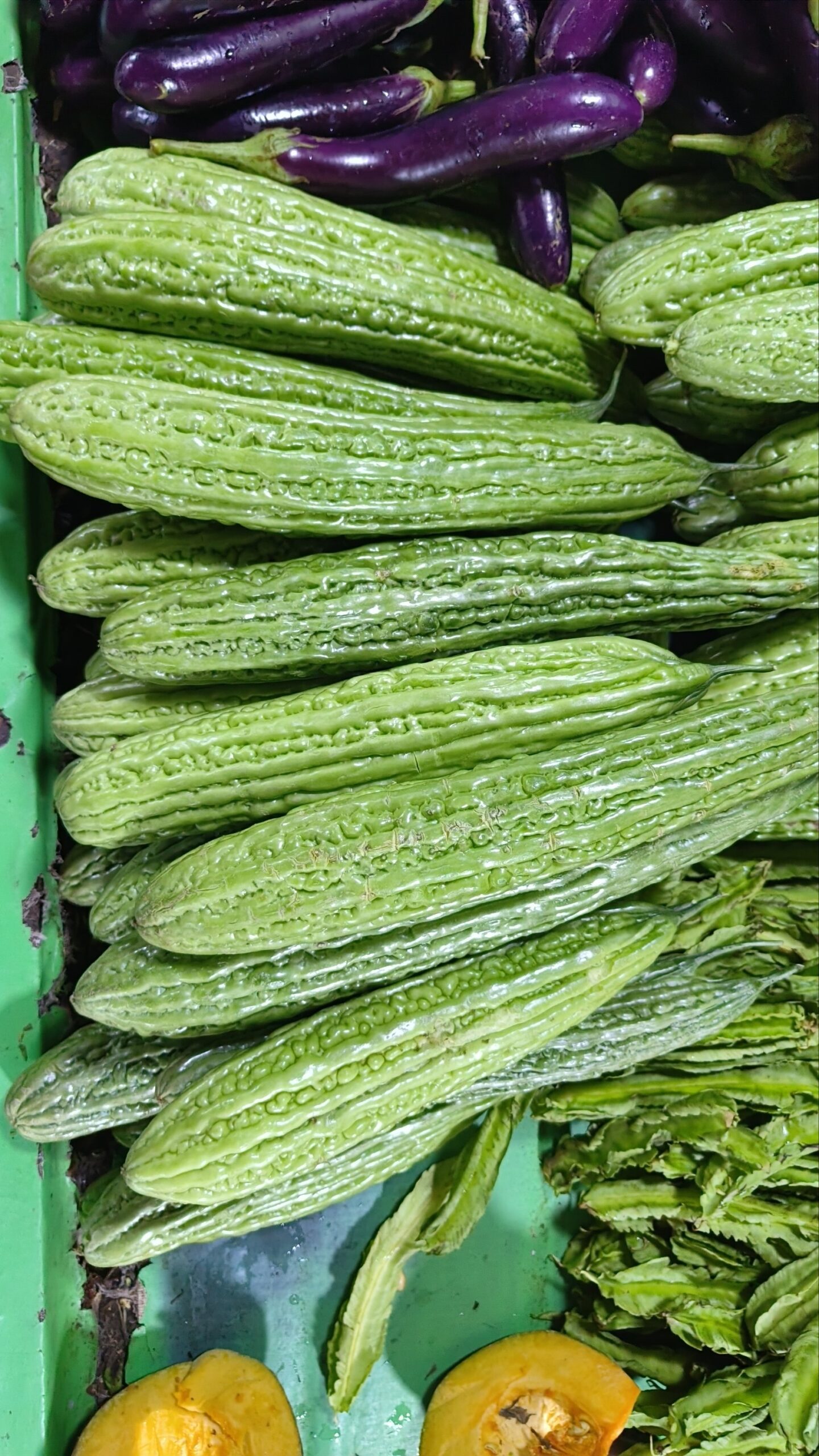 Ampalaya