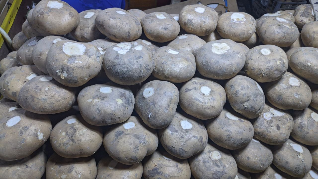 Singkamas