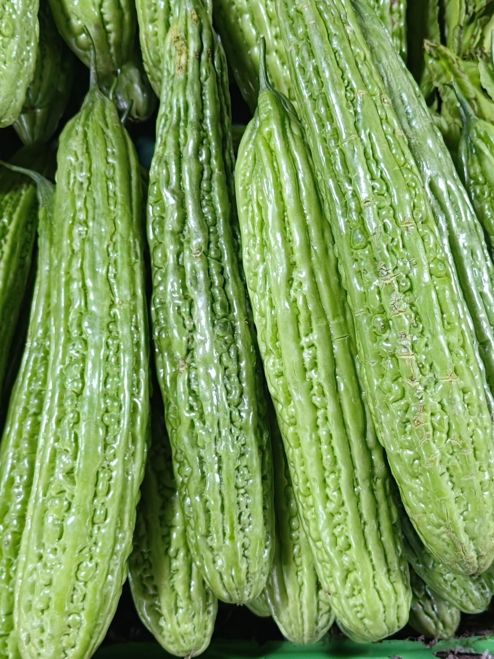 Ampalaya