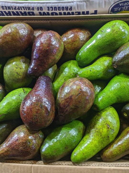 Avocado